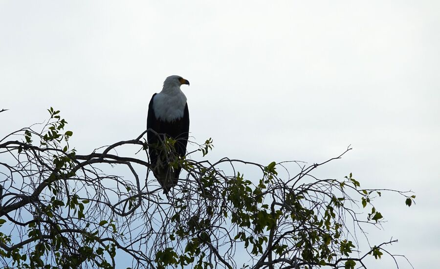 Zambia-livingstone-zambezi-maun-Botswana-4x4abenteuer-individuelle-ferienm-khaudum-nationalpark-namibia-bigfive-reisen-afrikaspezialist-fine-travel-stgallen-reiseberatung-ferien