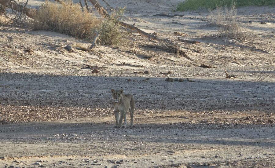 Hoanib-4x4-kakofeld-namibia-selbstfahrer-afrikaspezialist-ostschweiz-luxusreise-individuell-reiseplanung-reisebuero-stgallen