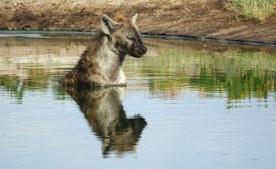 Zambia-liuwa-plains-maun-Botswana-4x4abenteuer-individuelle-ferienm-khaudum-nationalpark-namibia-bigfive-reisen-afrikaspezialist-fine-travel-stgallen-reiseberatung-ferien