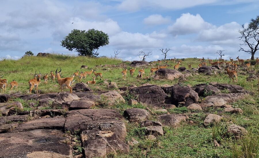 murchisonfalls-nationalpark-uganda-selfdrive-selbstfahrer-afrika-wasserfaelle-reisebuero-fine-travel-ostschweiz-reiseplanung-reiseexperte