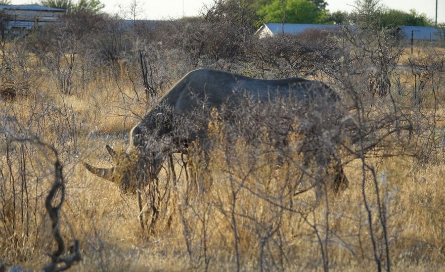 etosha-nationalpark-namibia-bigfive-reisen-afrikaspezialist-fine-travel-stgallen-reiseberatung-ferien