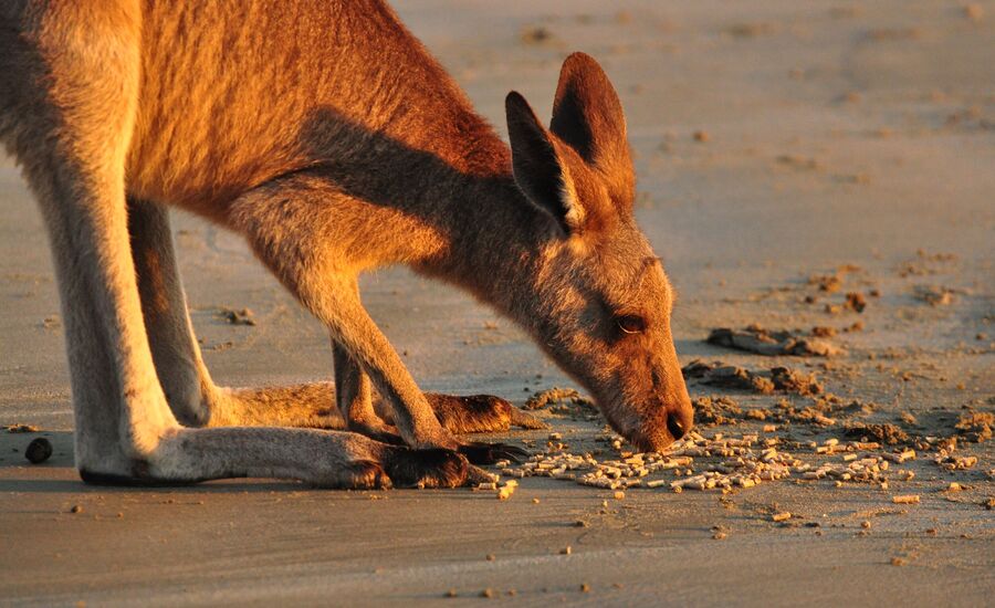 cape-hillsborough-australien-reisebericht-finetravel-reisebuero-stgallen-karin-schoen-australienferien-ozeanienspezialist