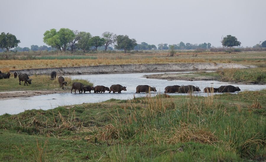 Namushashsa-river-villacaprivi-maun-Botswana-4x4abenteuer-individuelle-ferienm-khaudum-nationalpark-namibia-bigfive-reisen-afrikaspezialist-fine-travel-stgallen-reiseberatung-ferien